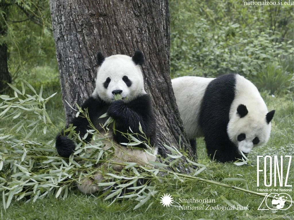 Download Free HD Wallpapers And Photos: Dangerous Animals ...