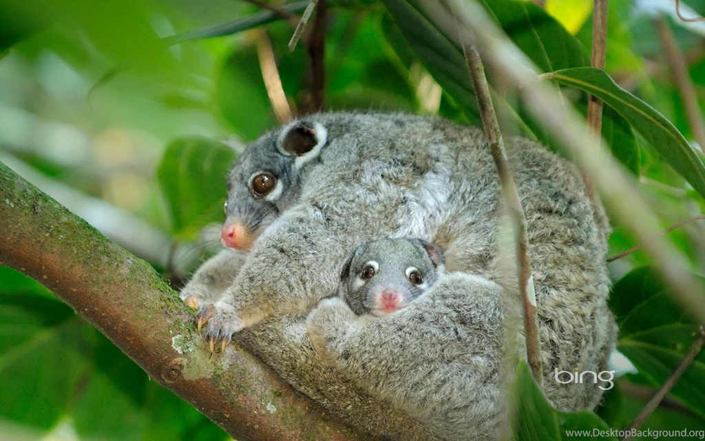 Dangerous Australian Animals Wallpaper Desktop Background Almost files can be used for commercial. desktopbackground org