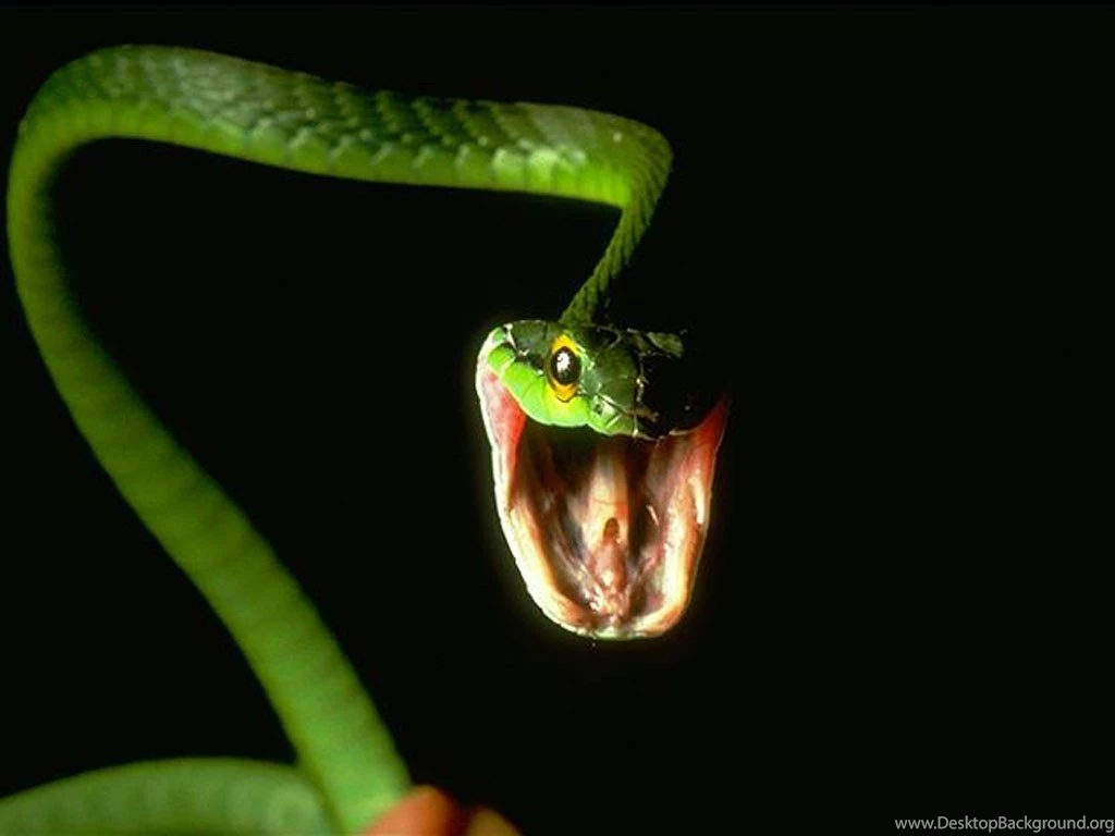 Big Snakes Latest Hd Pictures/Wallpapers 2013