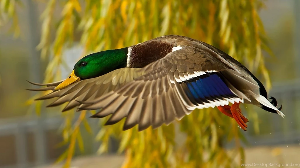 Animals Wallpapers