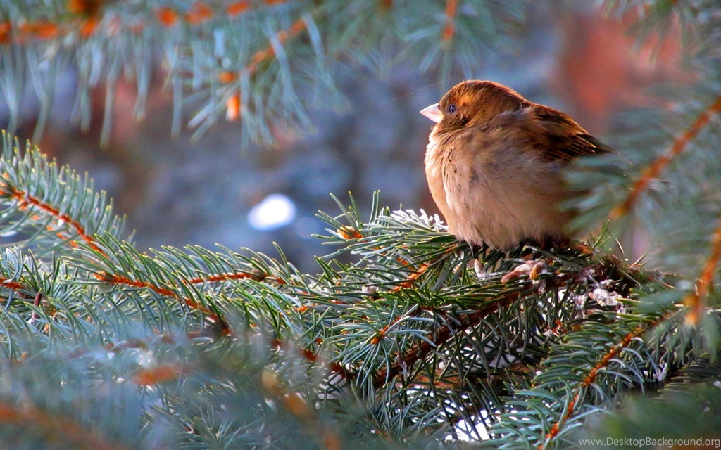 Birds: SWEET SPARROW Blue Spruce Tree Macro Desktop Backgrounds ...