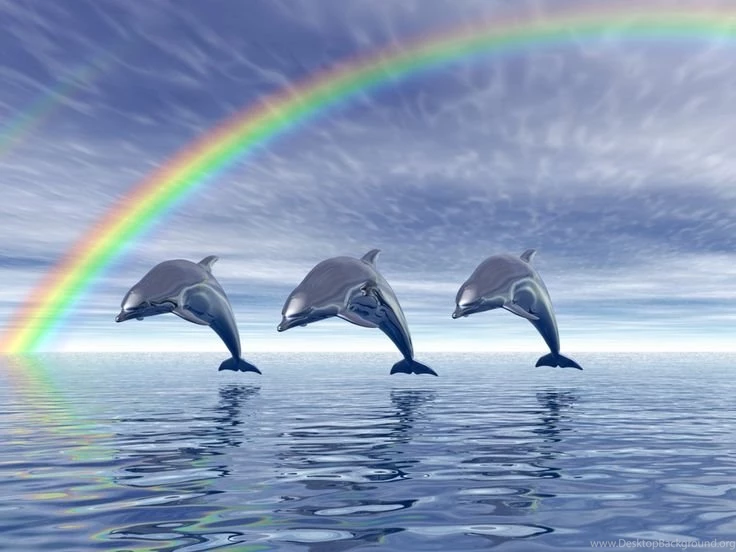 Image Detail For Dolphins With Rainbow