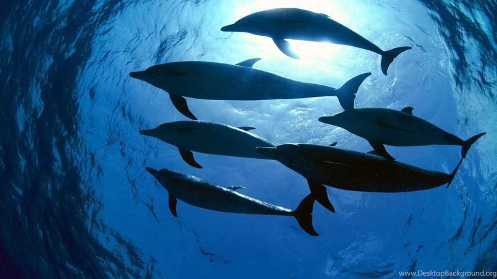 Wallpapers Dolphins Atlantic Spotted Free 1366x768