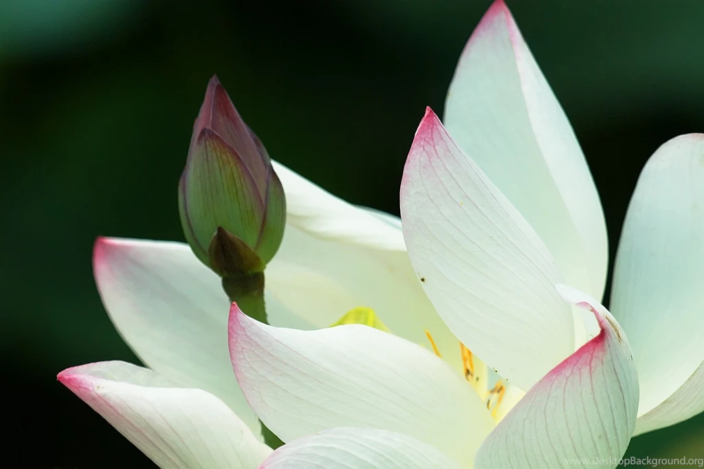 White Lotus Flower Wallpapers 84, Lotus Flower Pictures & Images