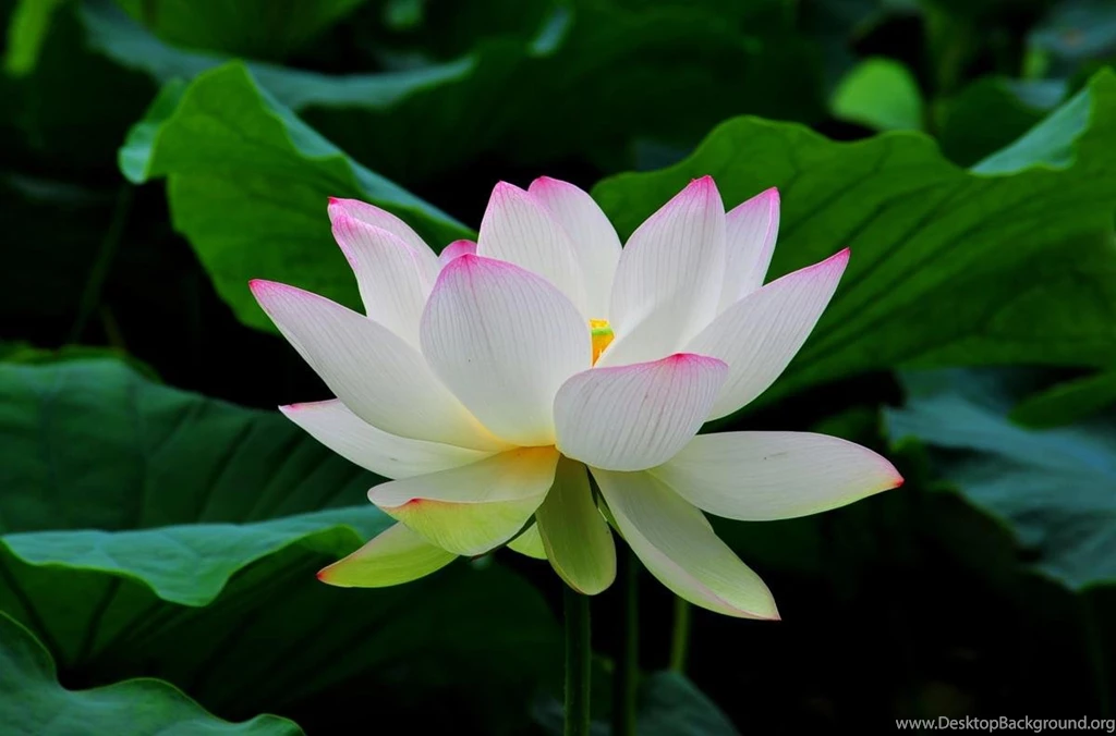 White Lotus (