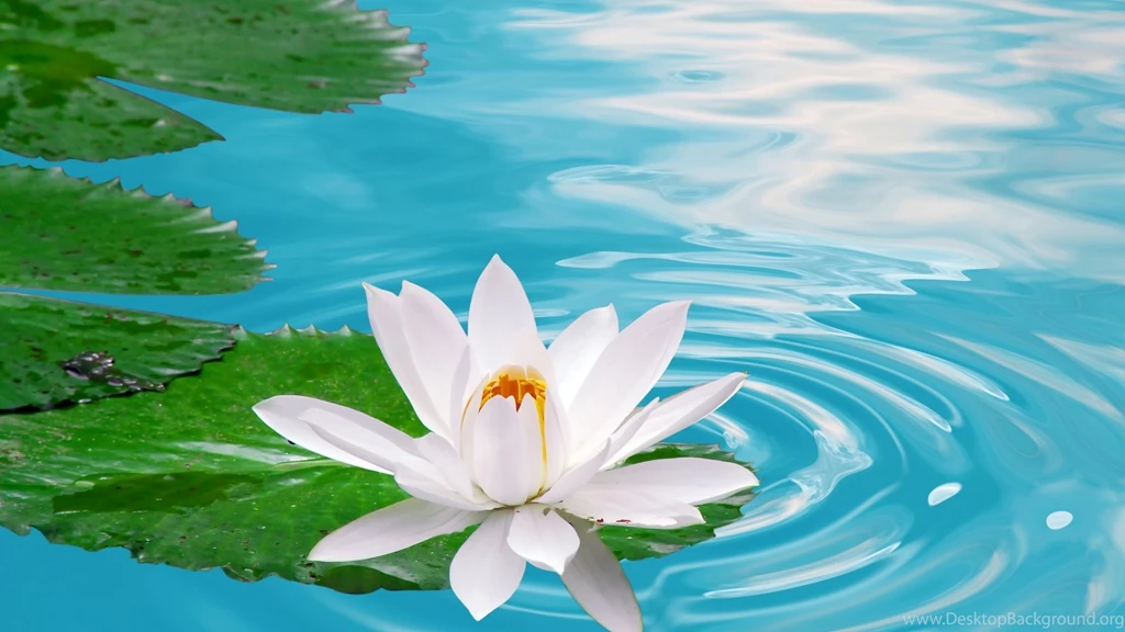 White Lotus In Fresh Blue Water Wallpapers