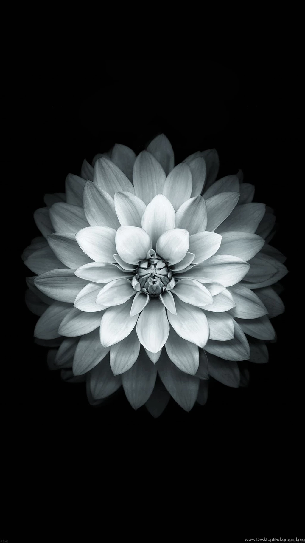 White Lotus iPhone Best Htc One Wallpapers