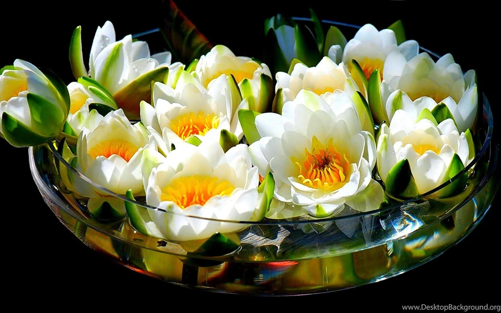 WHITE LOTUS WALLPAPER (