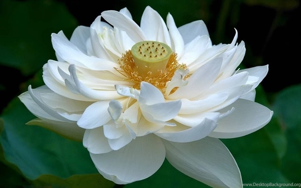 White Lotus Flower Wallpapers 87, Lotus Flower Pictures & Images