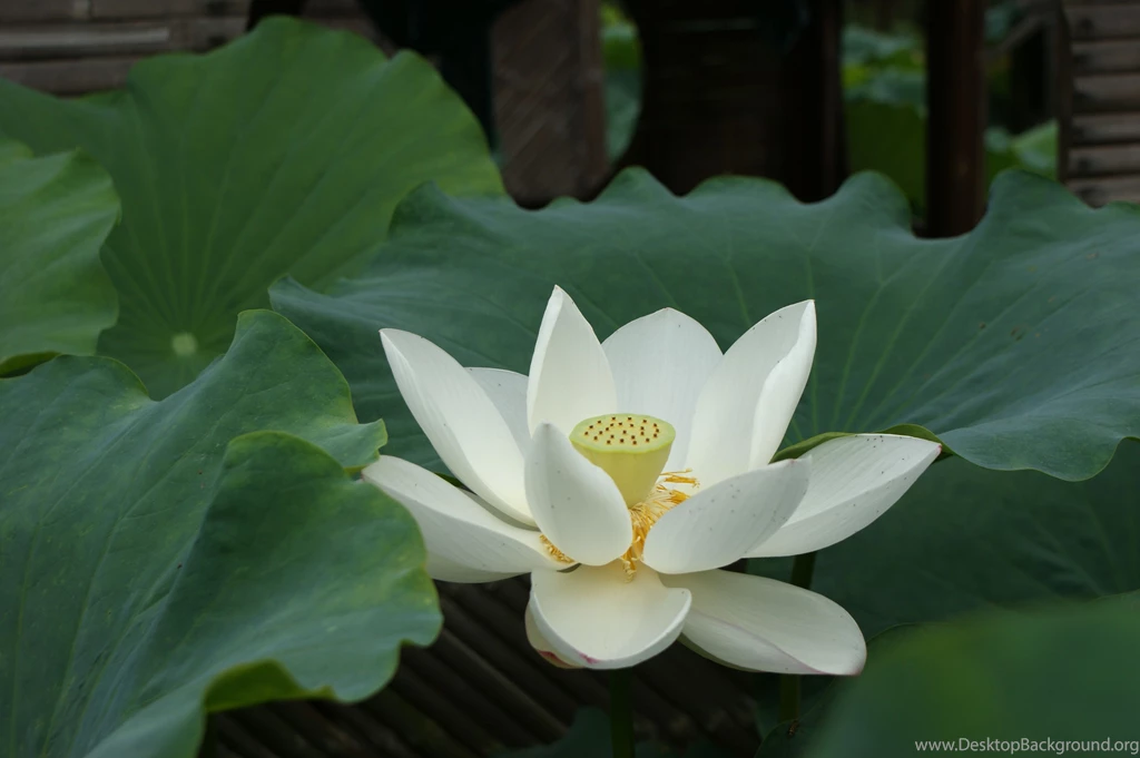White Lotus Flower Wallpapers 02, Lotus Flower Pictures & Images