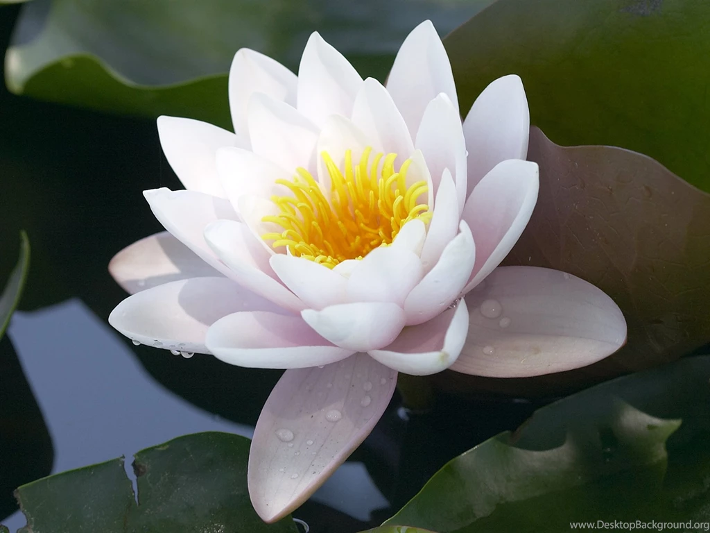 White Lotus Flower Pictures Wallpapers High Definition