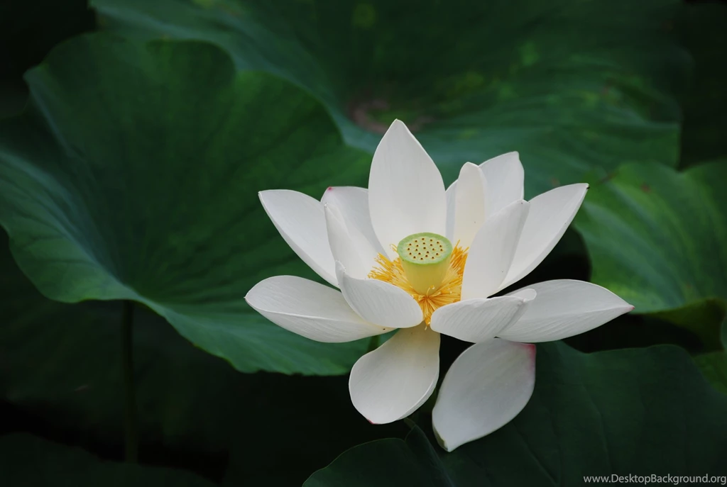 White Lotus Flower Wallpapers 90, Lotus Flower Pictures & Images