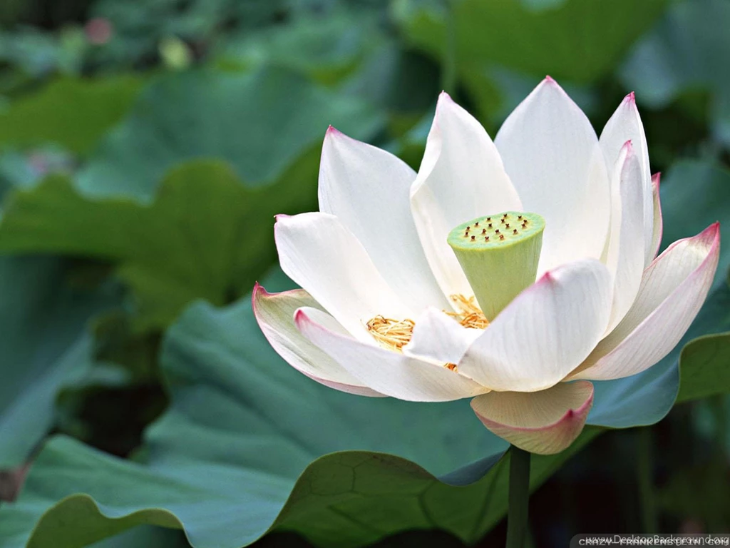 White Lotus Wallpapers Crazy Frankenstein