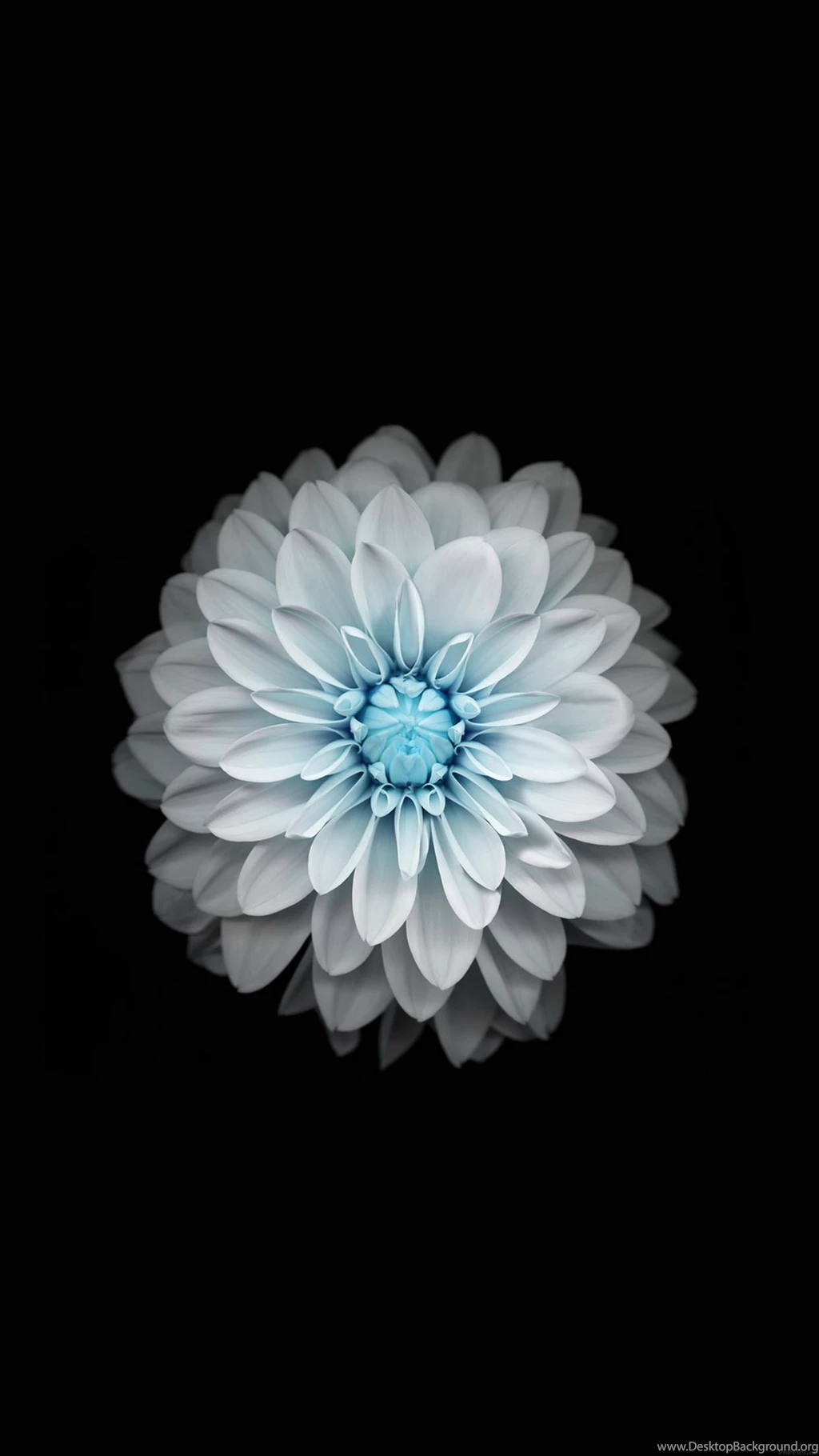 Blue White Lotus Best Htc One Wallpapers, Free And Easy To Download