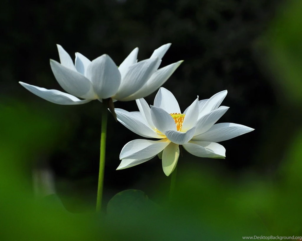 Joan Powder Jade White Lotus Flower Photography Wallpapers ...