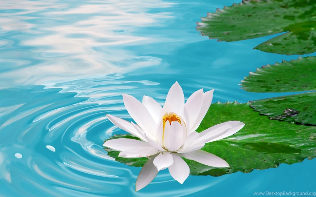 White Lotus Flower Wallpapers