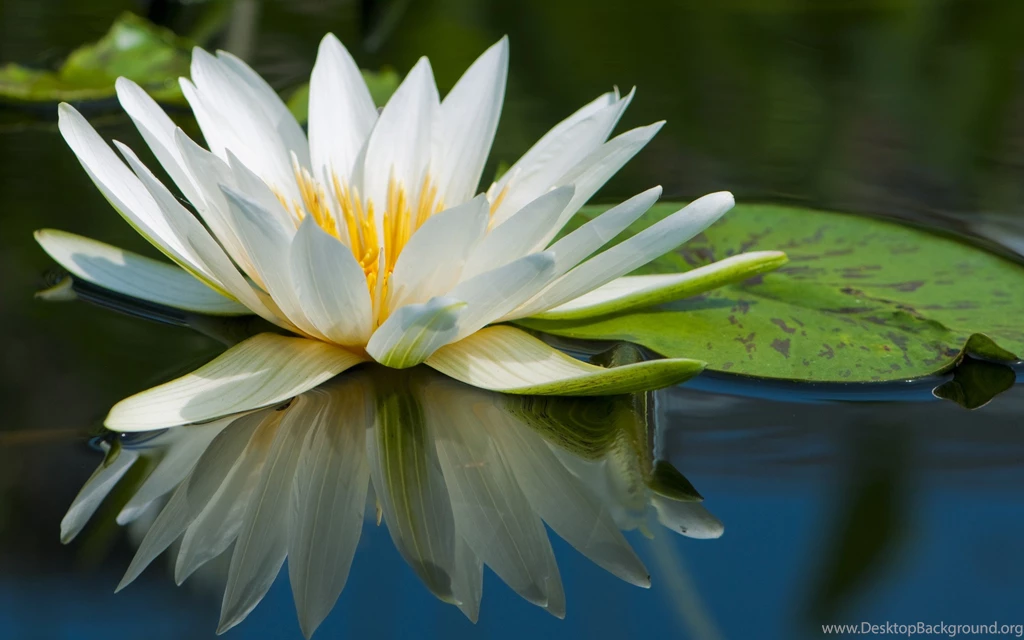 White Lotus Flower
