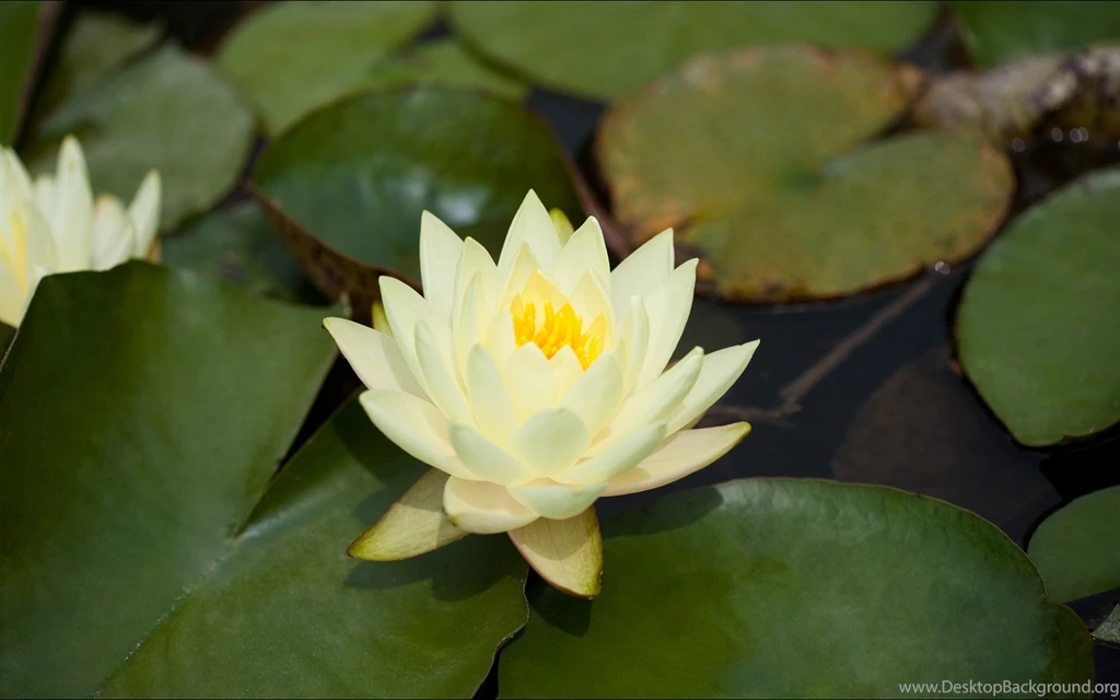 White Lotus Flower Wallpapers 11, Lotus Flower Pictures & Images