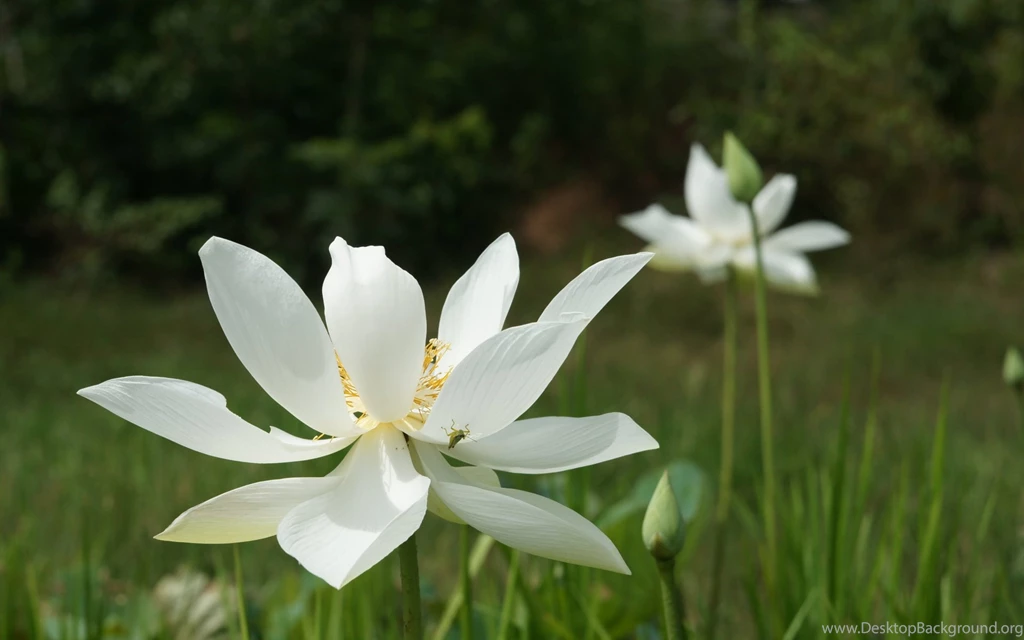 Beautiful Lotus Wallpapers