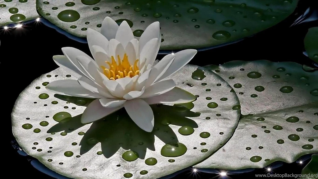 LOTUS WALLPAPER (