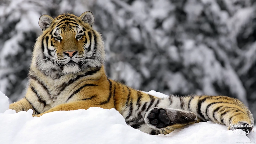 High Resolution Tiger Snow Wallpapers Full Size SiWallpaperHD 15693