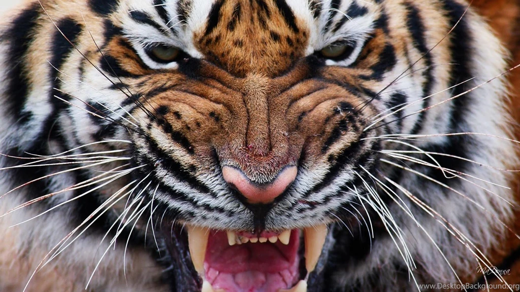 Tiger HD Live Wallpapers Android Apps On Google Play