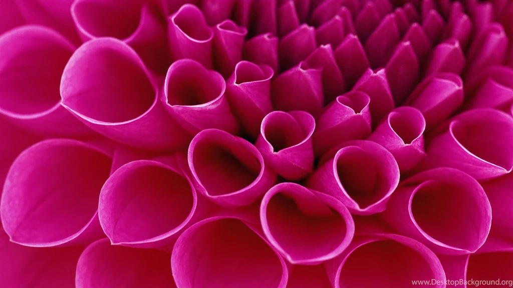 Rose Flowers Photos Free Download   Widescreen HD Wallpapers