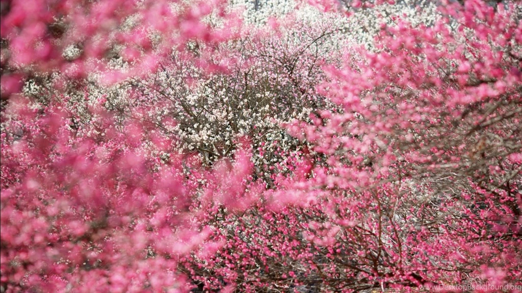 Flower Descriptions And Pictures HD Wallpapers Pretty
