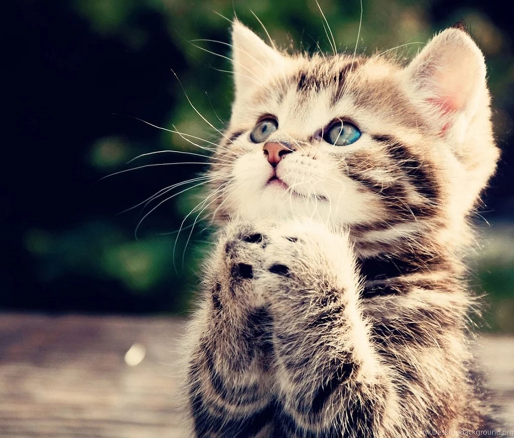 Free 1200X1024 Cute Cat 1200x1024 Wallpapers Screensaver Preview Id ...