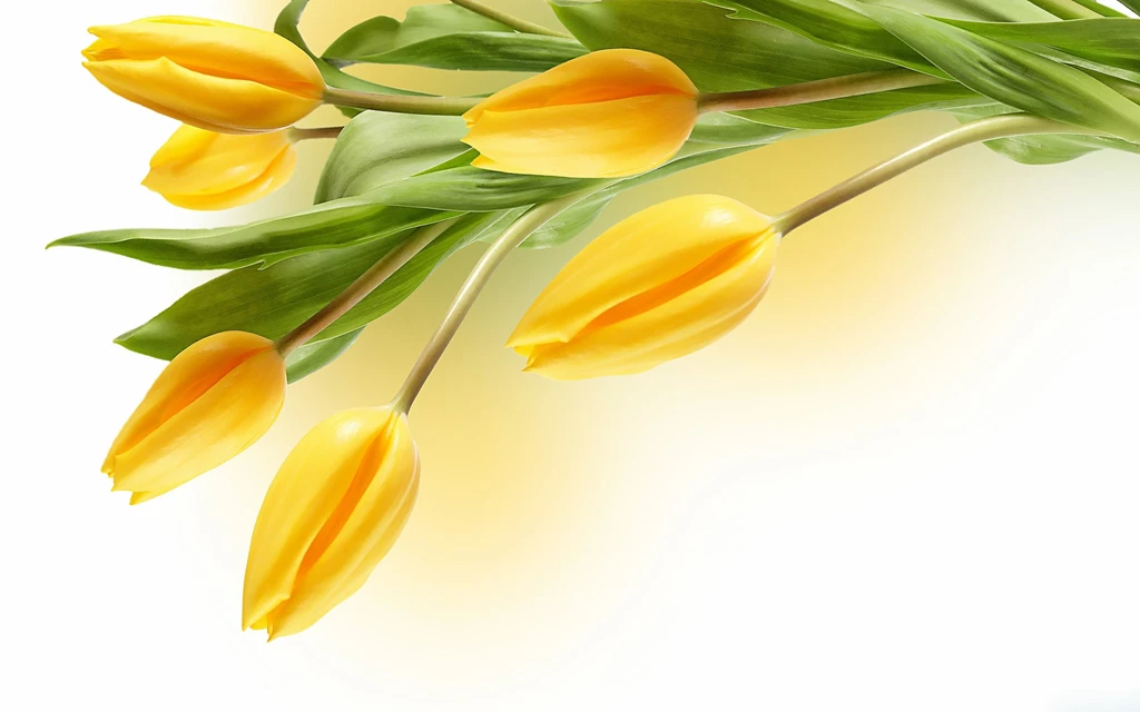 Love Yellow Flower Hq Widescreen Wallpapers