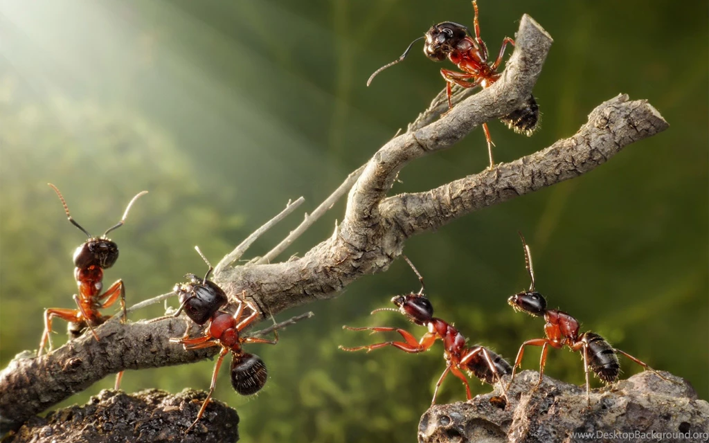 94 Ant HD Wallpapers