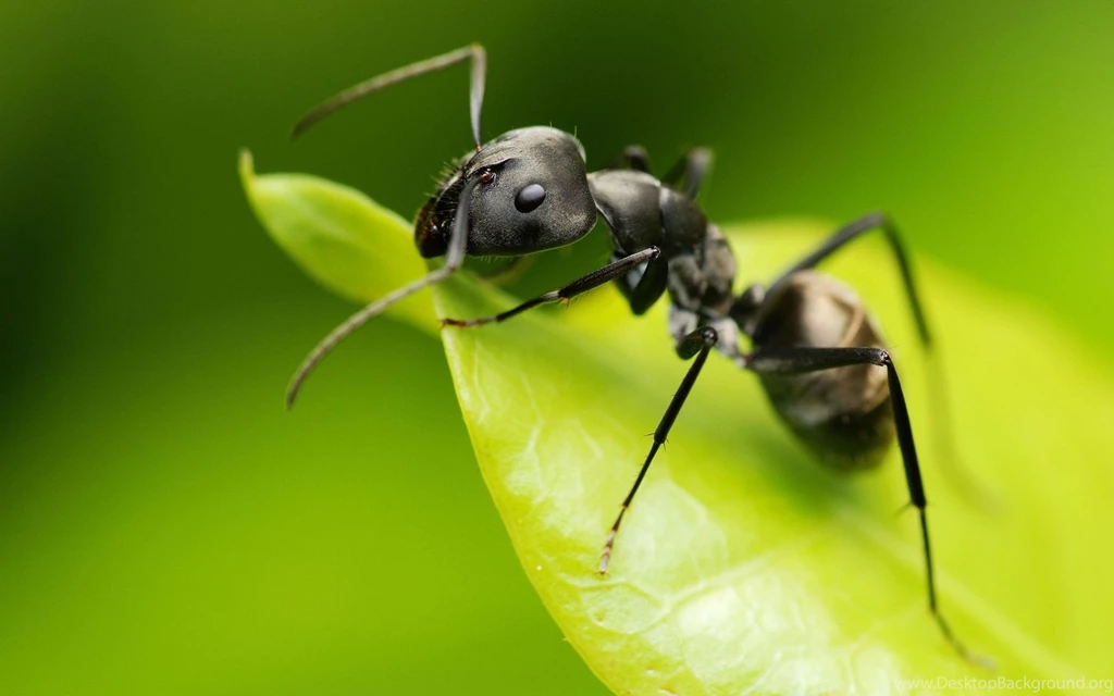Ant Wallpapers Animal HD