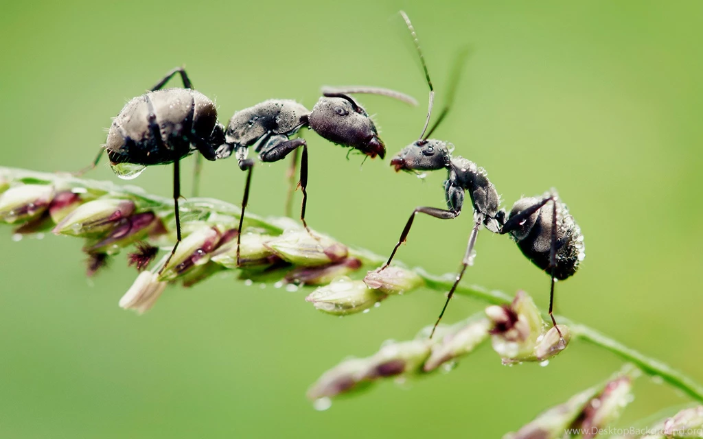 Ant Wallpaper.