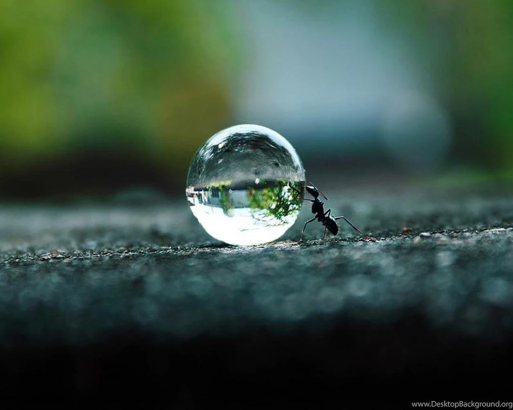 AMAZING ANT PUSHING WATER WALLPAPER (