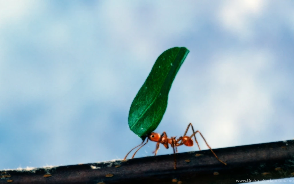 28 Ant HD Wallpapers