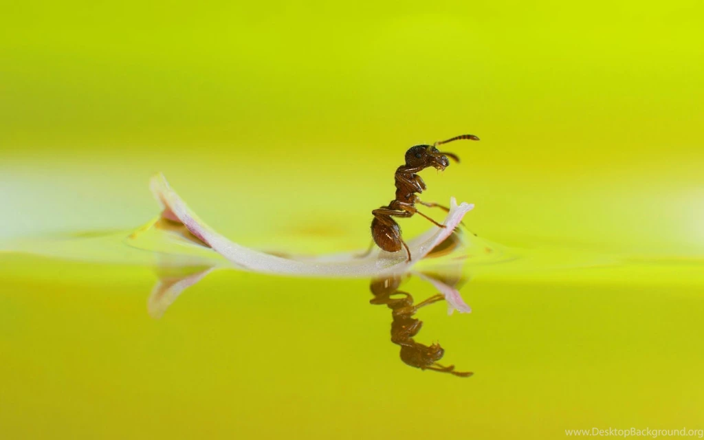 Fire Ant Wallpapers