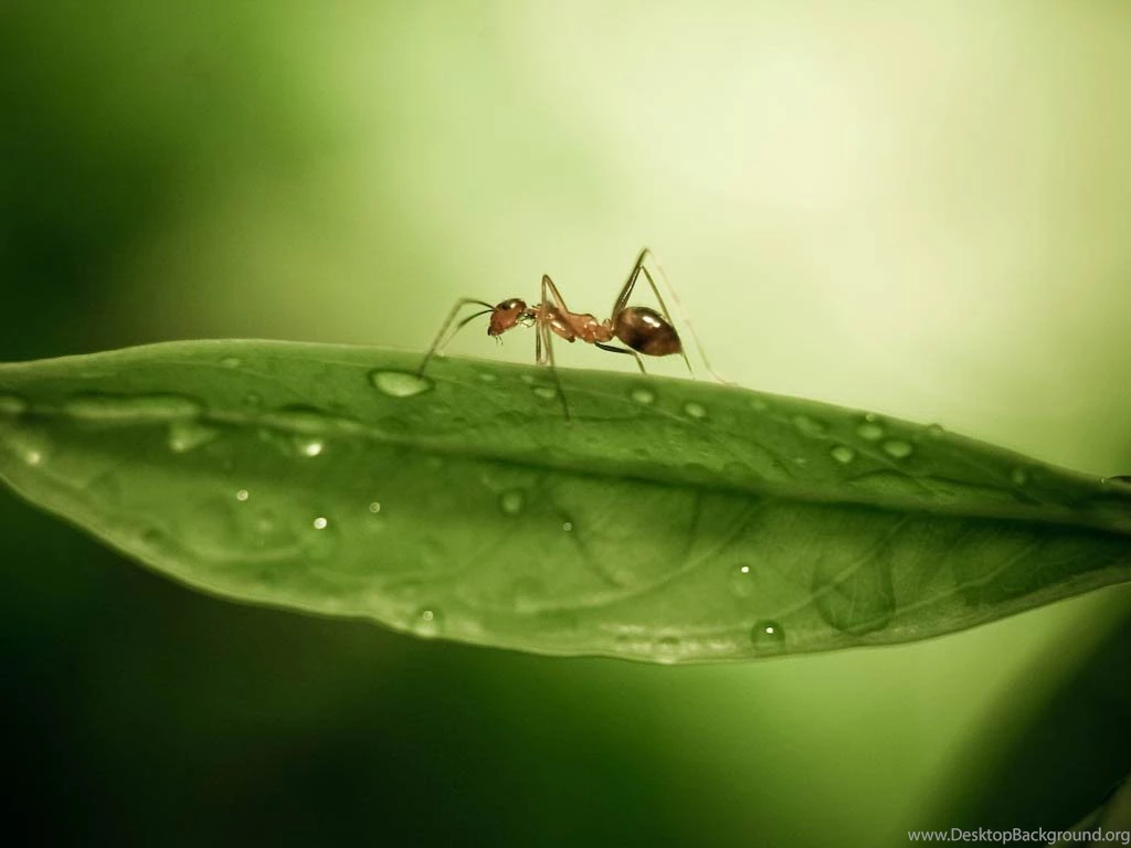 Ant Wallpapers Animals Town