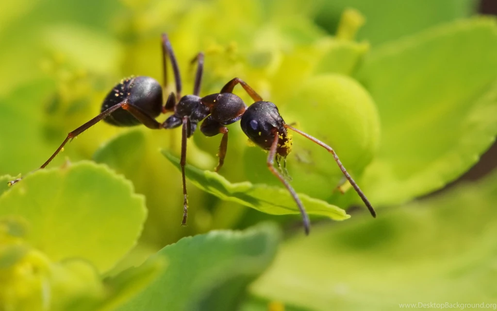 2016 Ant HD Wallpapers
