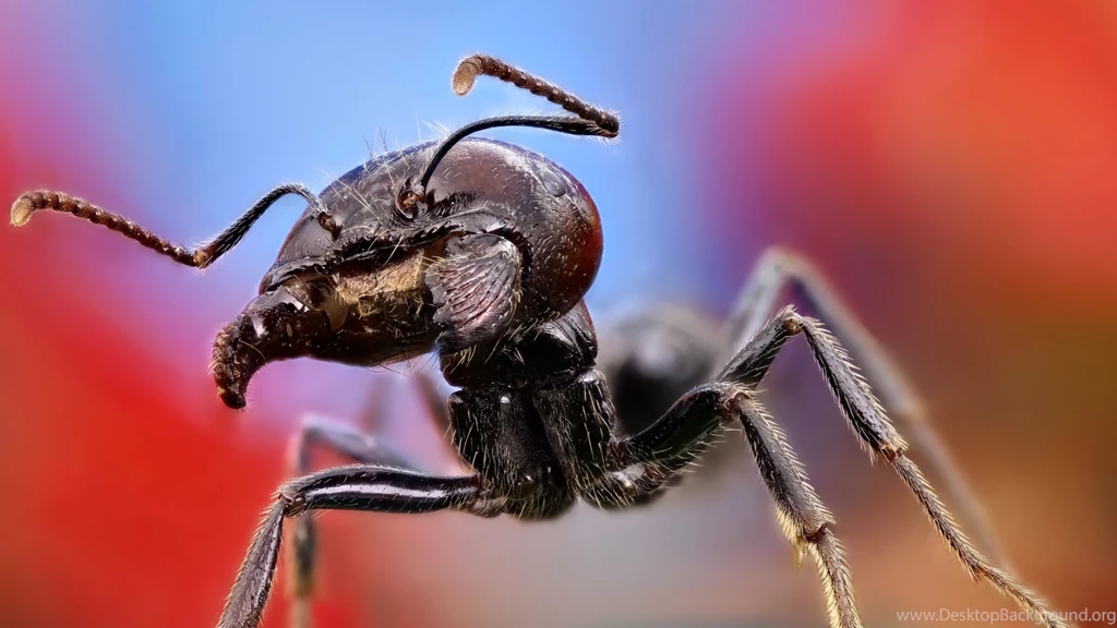 1920x1080 Ant Close Up Wallpapers
