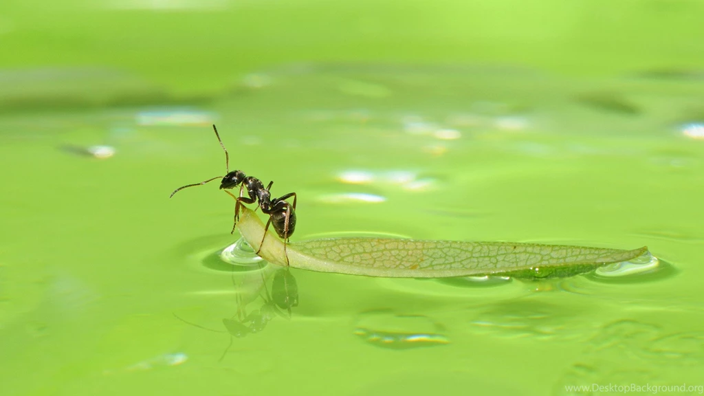 Flying Ant HD Wallpapers