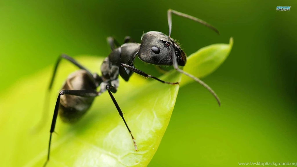 Wallpapers Ants Ant Animal 1920x1080