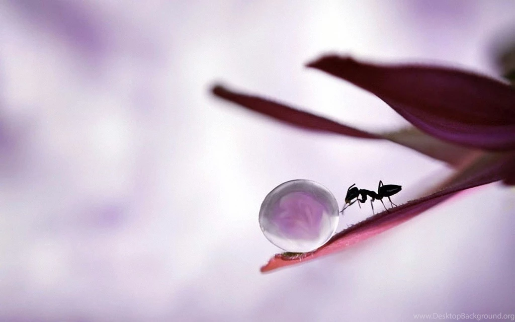 Ant Animal Wallpapers