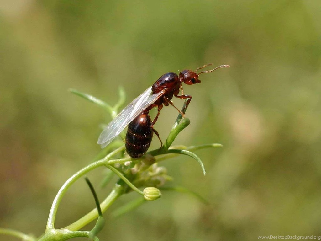 Free Fire Ant Wallpapers Download Animals Town