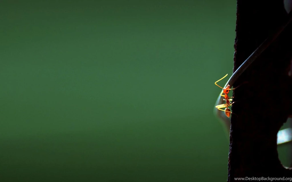 Ant HD Wallpapers 2016