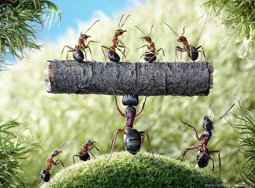 Ant Funny Hd Wallpapers