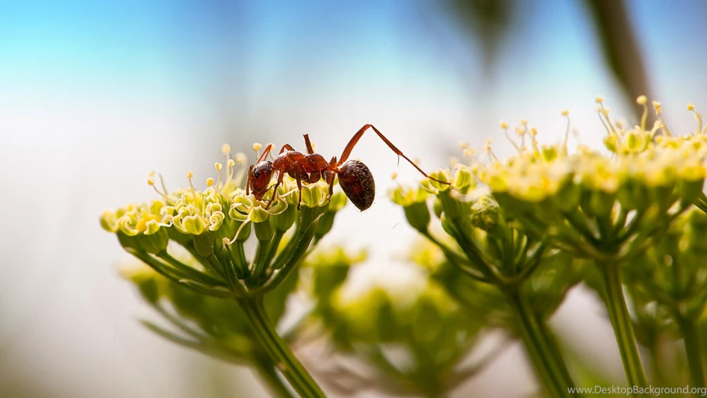 Download Wallpapers 1920x1080 Ant, Insect, Plant Full HD 1080p HD ...