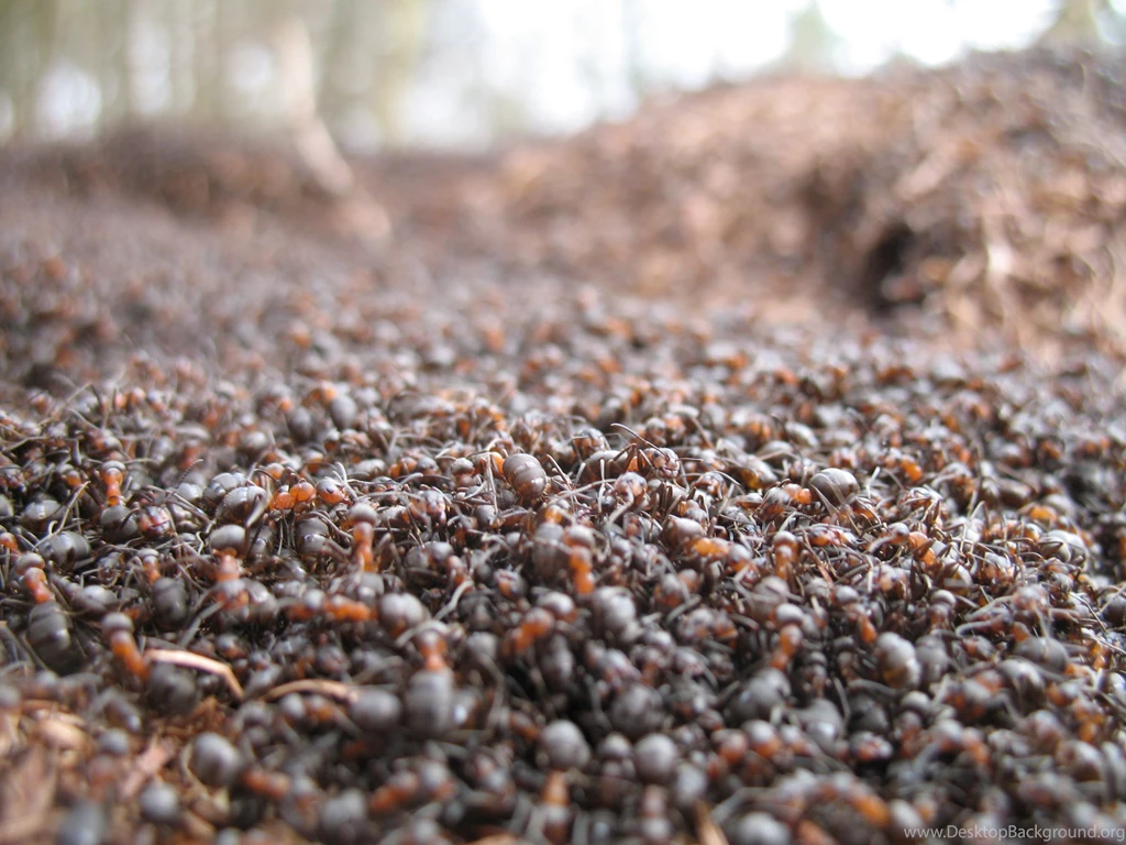 1 Hairy Wood Ant HD Wallpapers