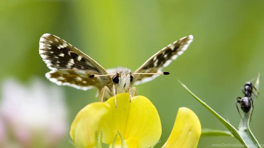 Beautiful Butterfly And Ant Wallpapers Free 197