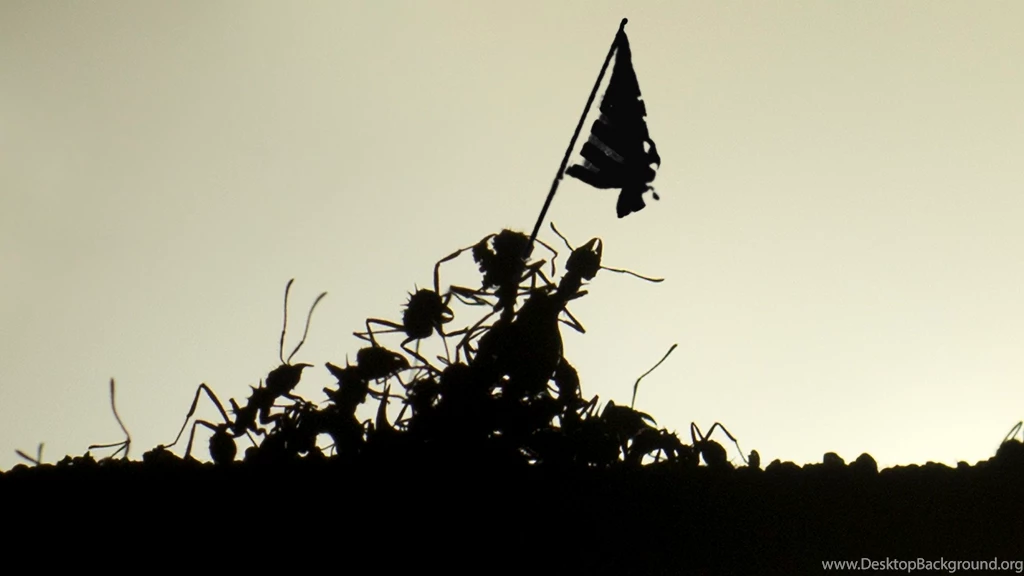 Raising The Flag On Ant Jima Imgur