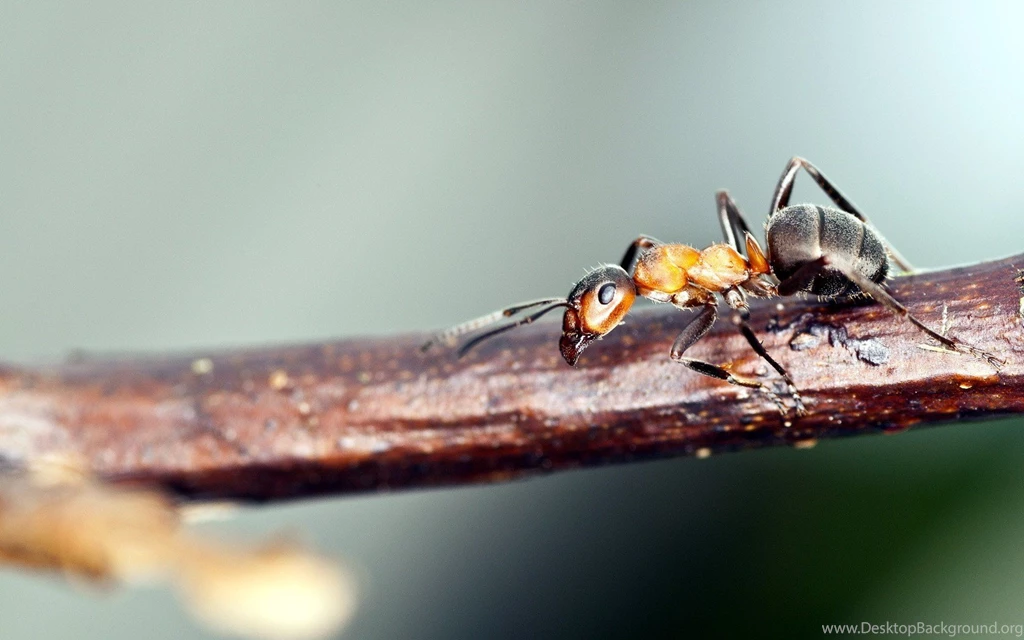 Ant branch nature macro photo hd wallpapers Magic4Walls.com